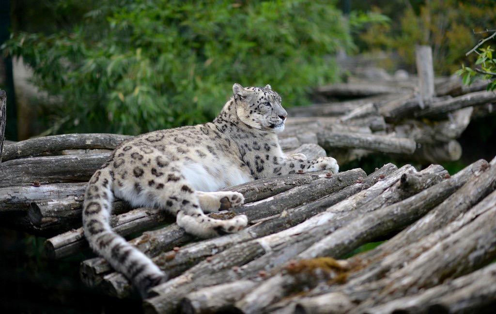 Animals — 28