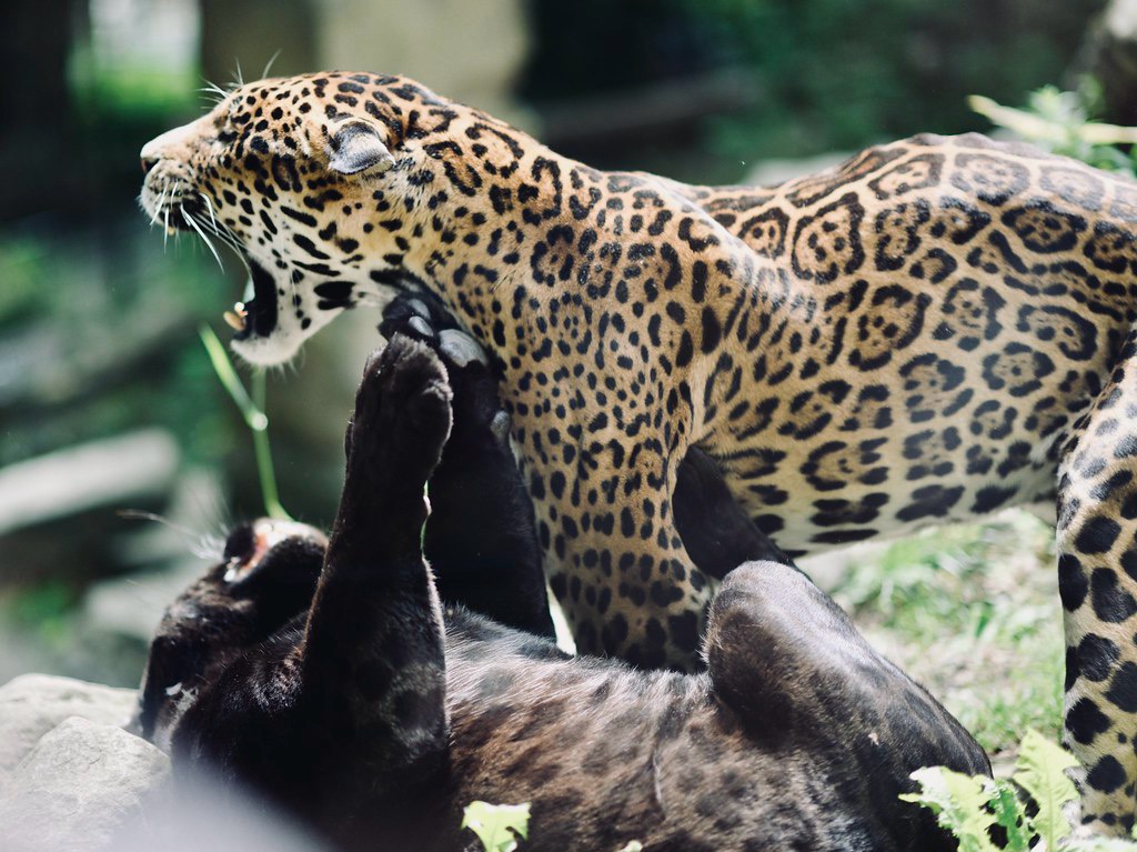 Animals — 24