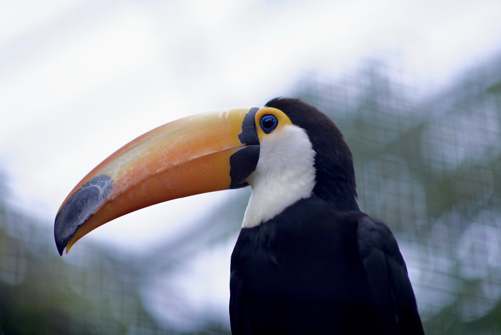 Animals — 5