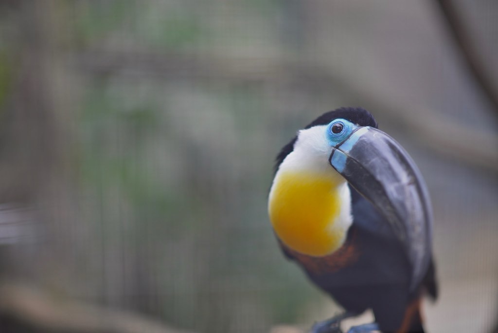 Animals — 23