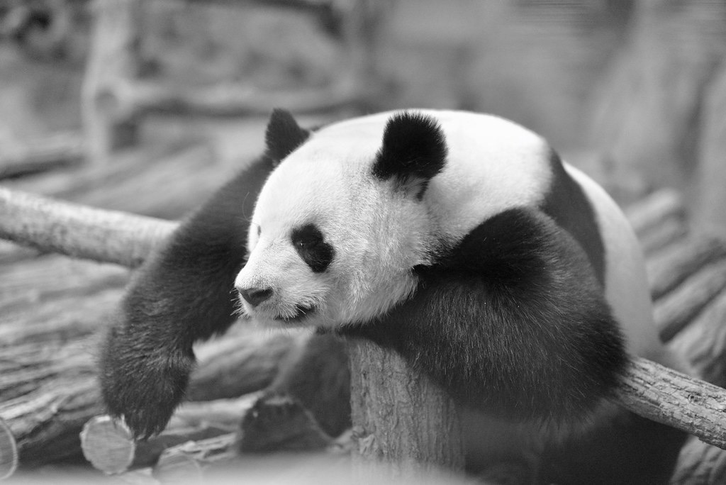 Animals — 1
