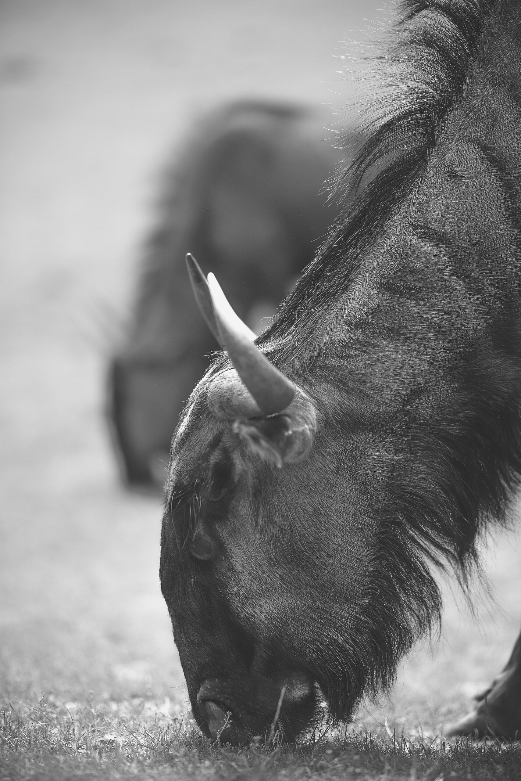 Animals — 2
