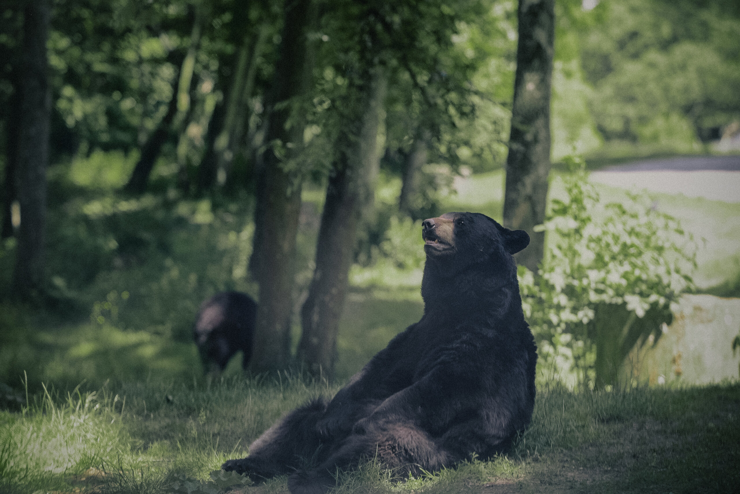Animals — 30