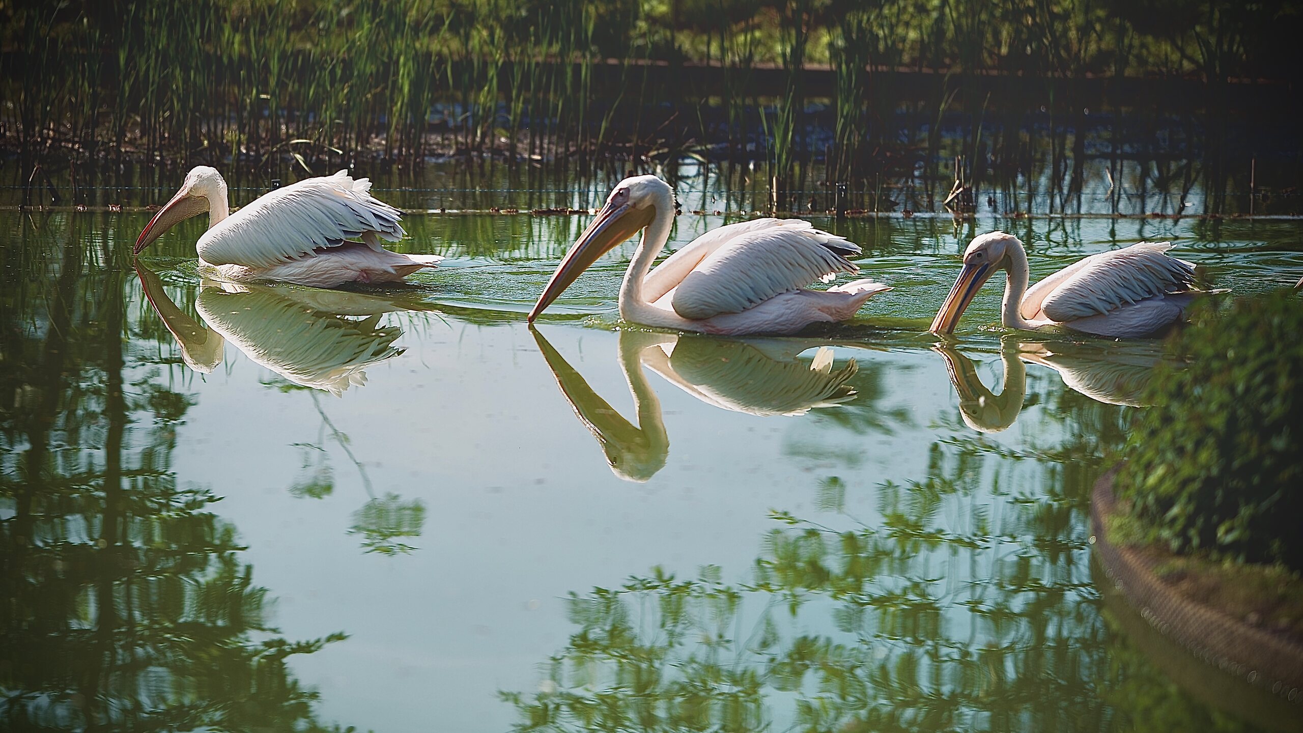 Animals — 18
