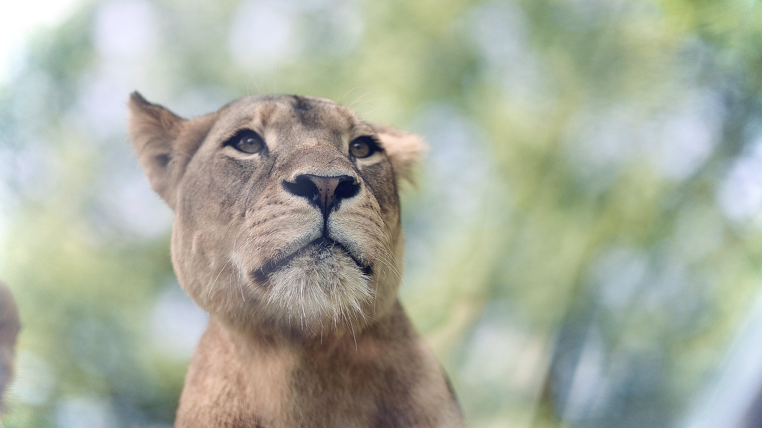 Animals — 7