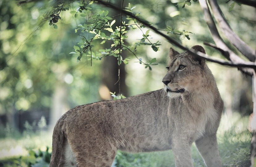 Animals — 11