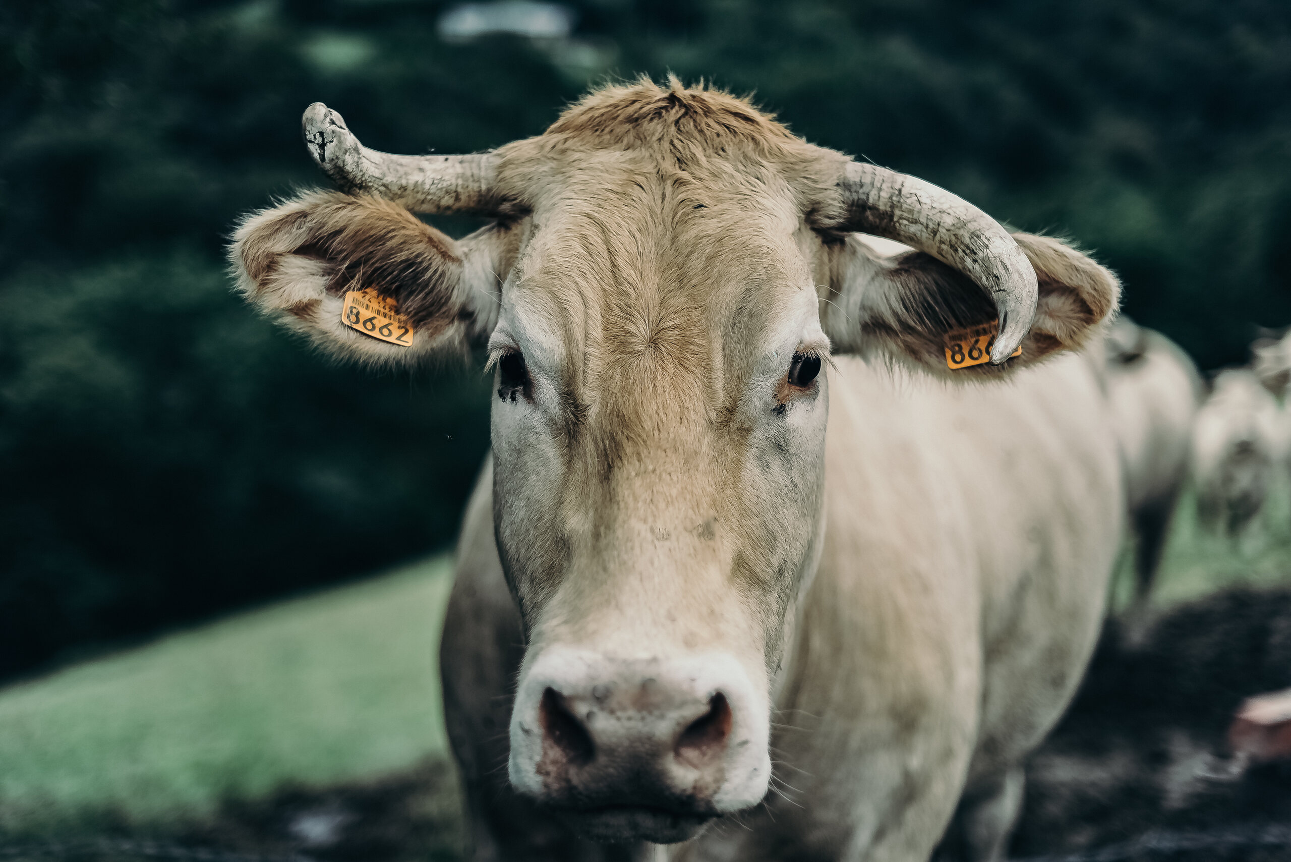 Animals — 25