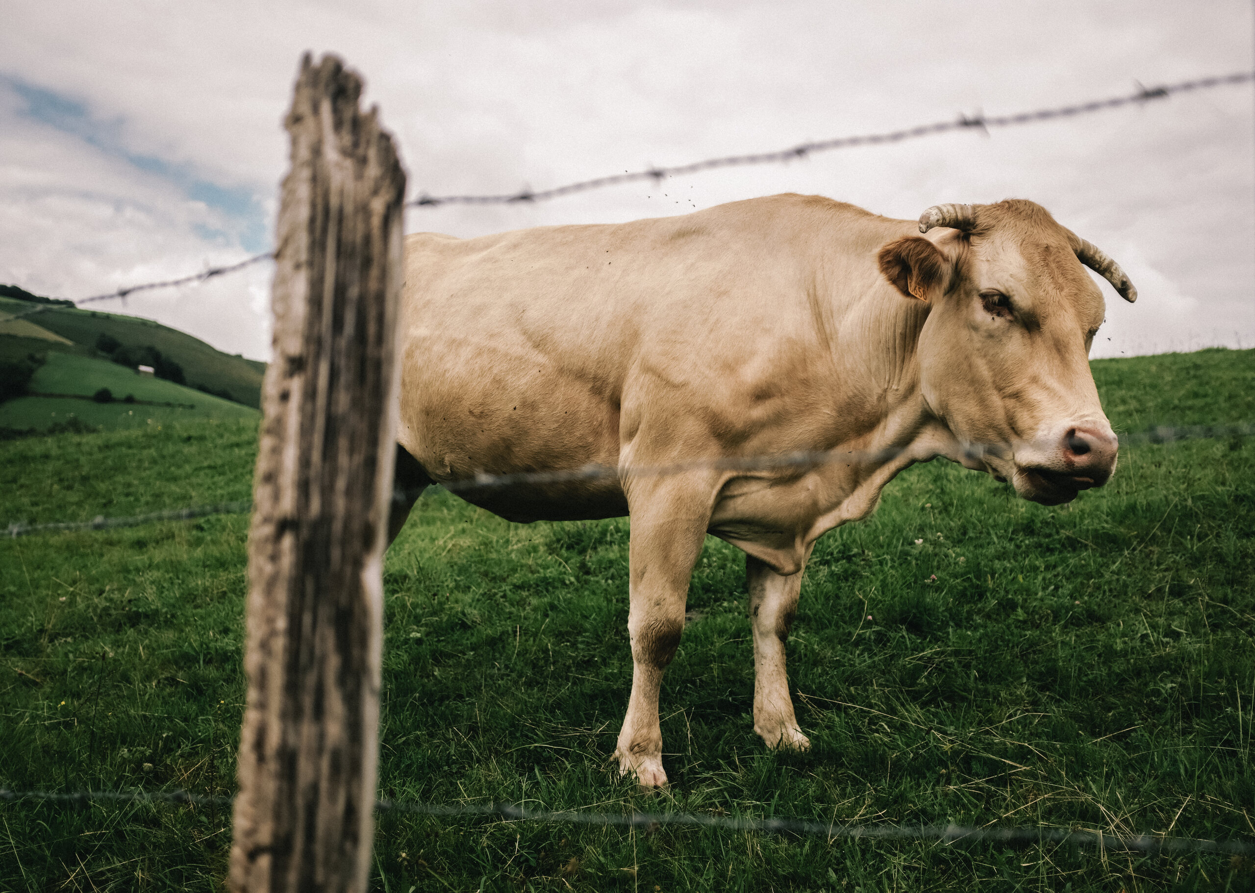 Animals — 16