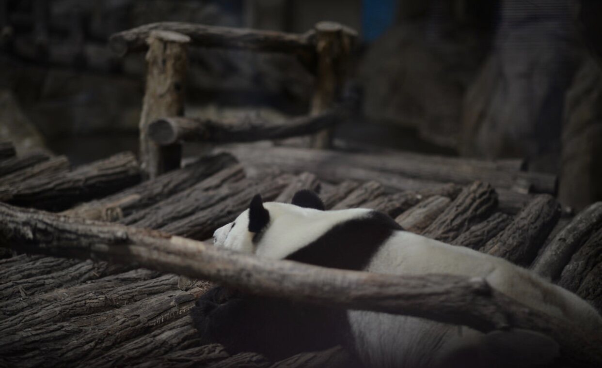 Animals — 34