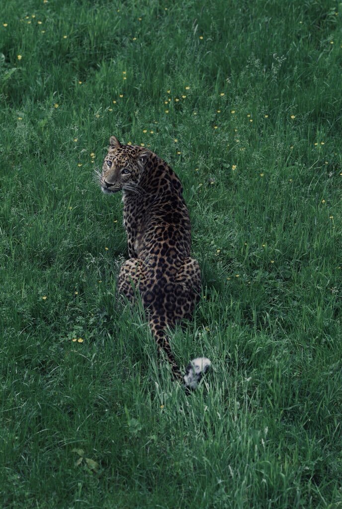 Animals — 31