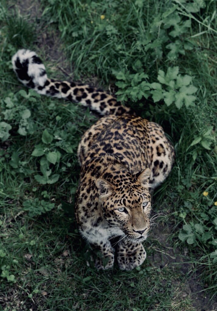 Animals — 32