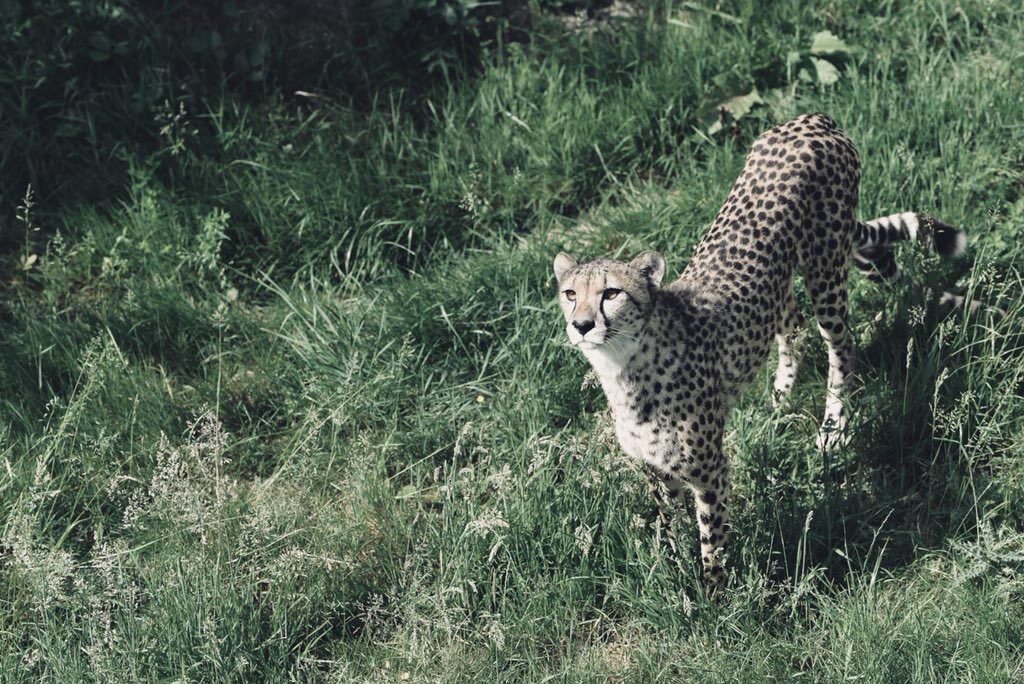 Animals — 26