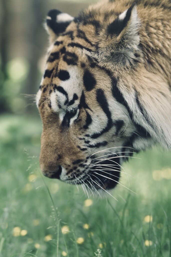 Animals — 14