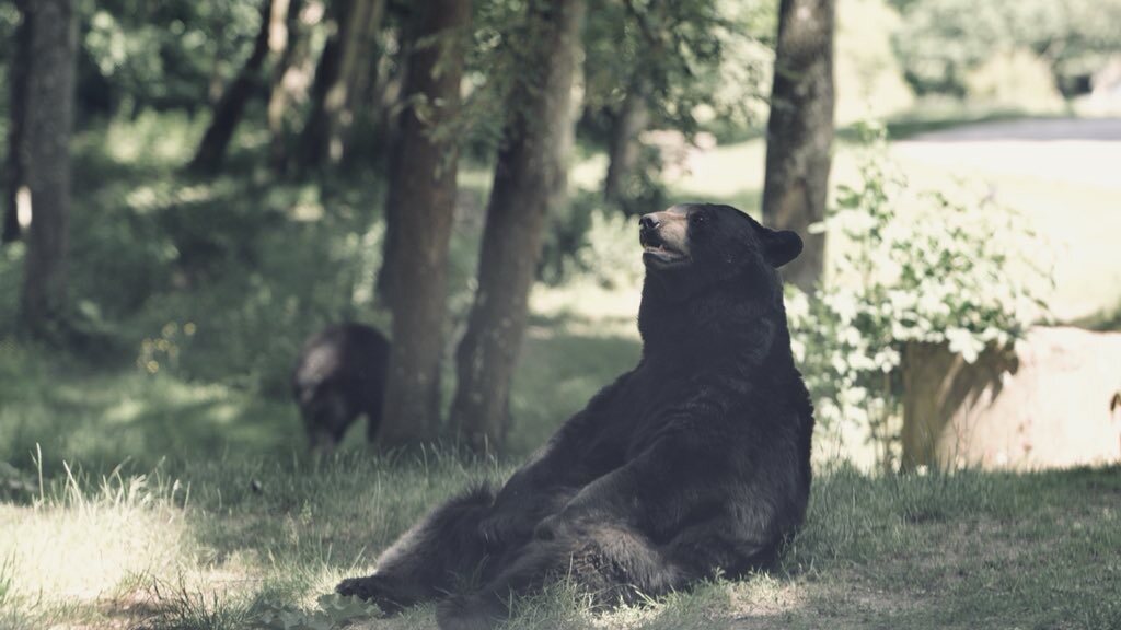 Animals — 19