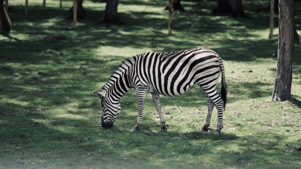 Animals — 27