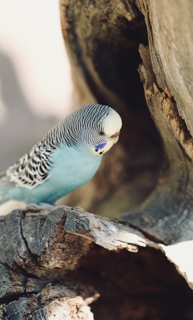 Animals — 20