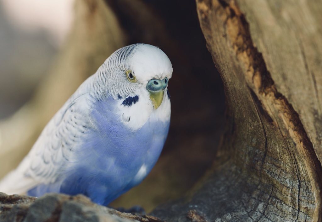 Animals — 21