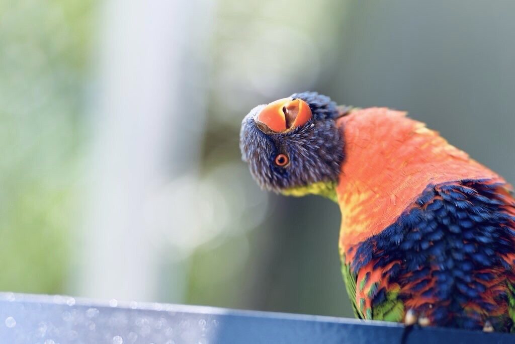 Animals — 4