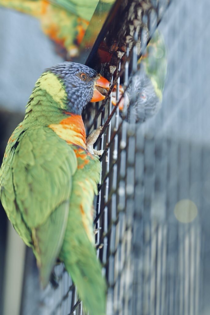 Animals — 12