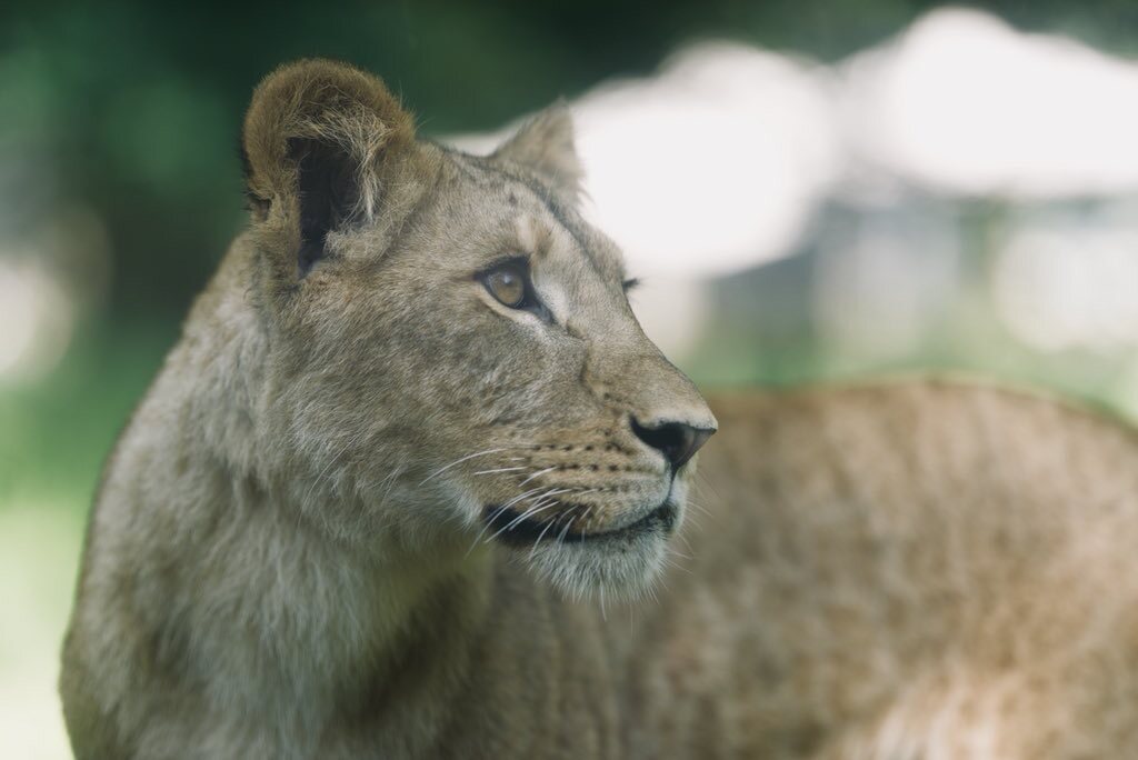 Animals — 10