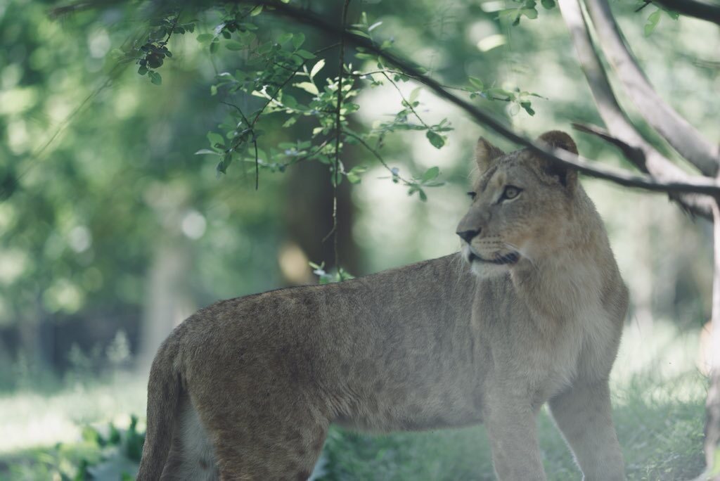 Animals — 13