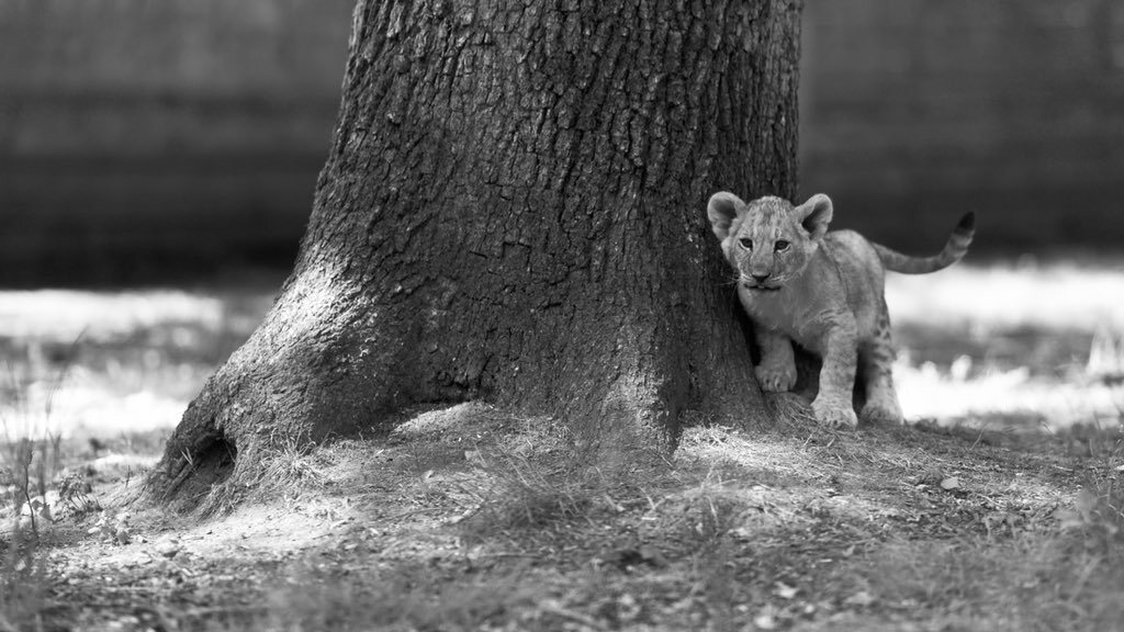 Animals — 22