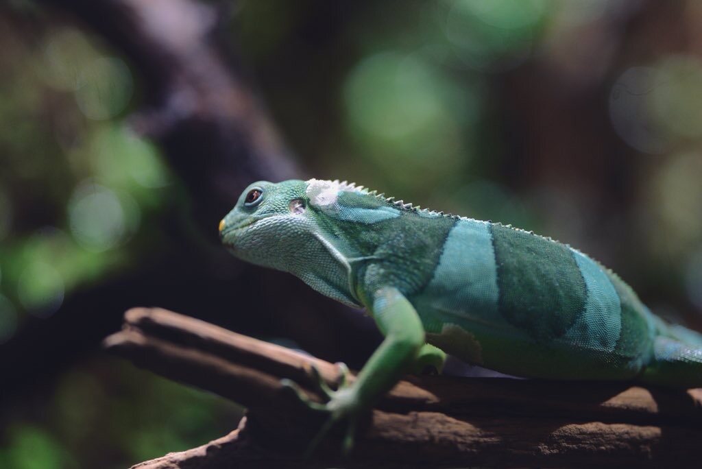 Animals — 33