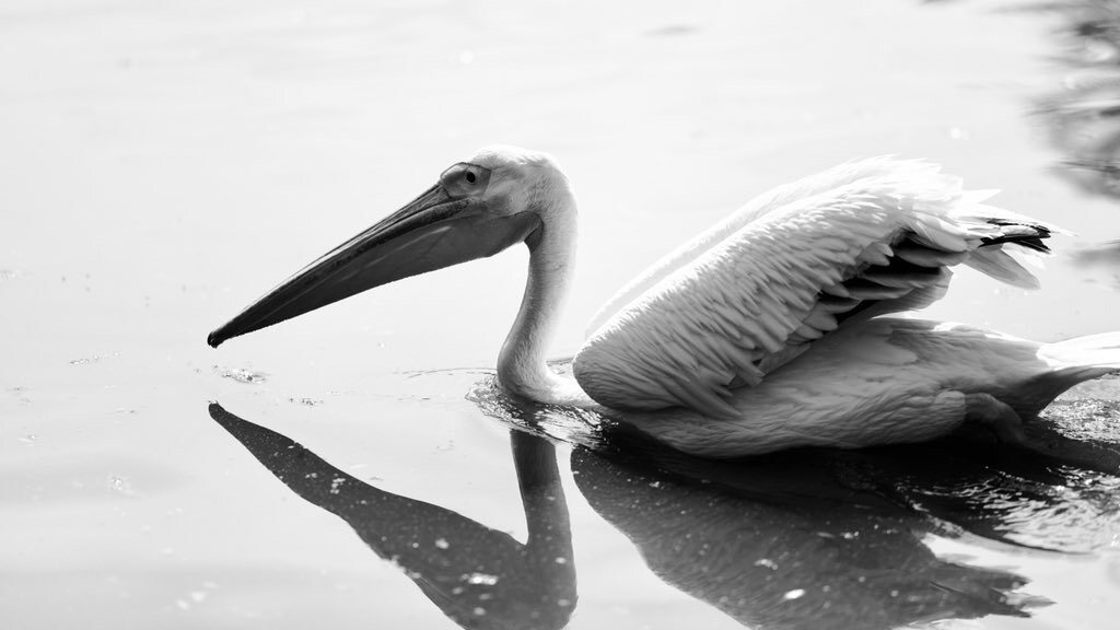 Animals — 6