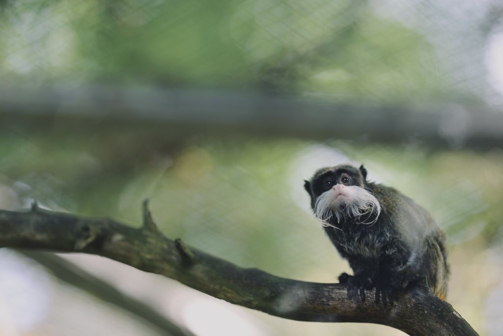 Animals — 15